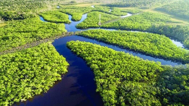 Amazônia registra quarta queda consecutiva no desmatamento e perde 5.796 km² em 12 meses